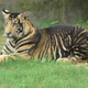 A tiger with an abnormal coat.